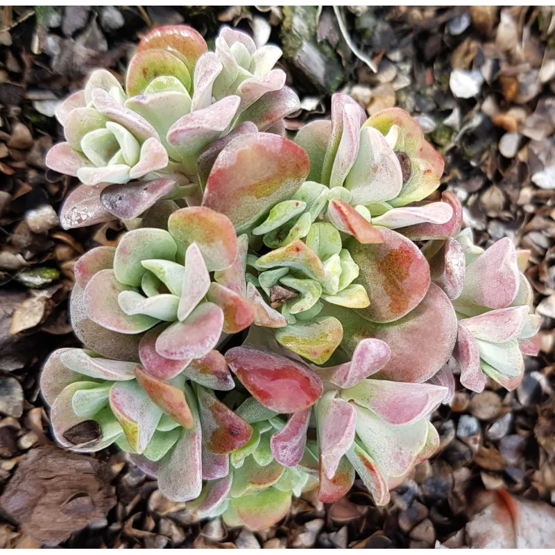Sedum spathulifolium 'Purpureum' / Orpin de printemps pourpre / Conteneur de 2 à 2.9 litres / Succulente