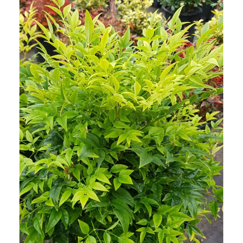Nandina domestica MAGICAL® LEMON-LIME 'Lemlim' / Bambou sacré jaune / Conteneur de 3 à 4 litres