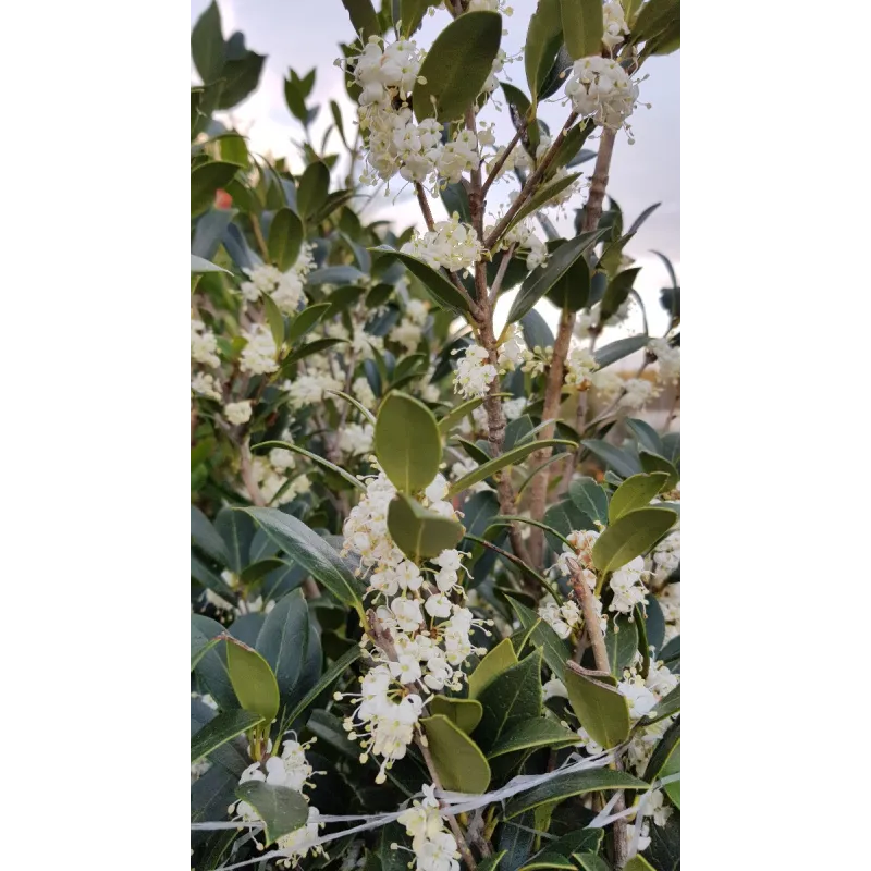 Osmanthus heterophyllus / Osmanthe à feuilles de houx / Conteneur de 3 à 4 litres