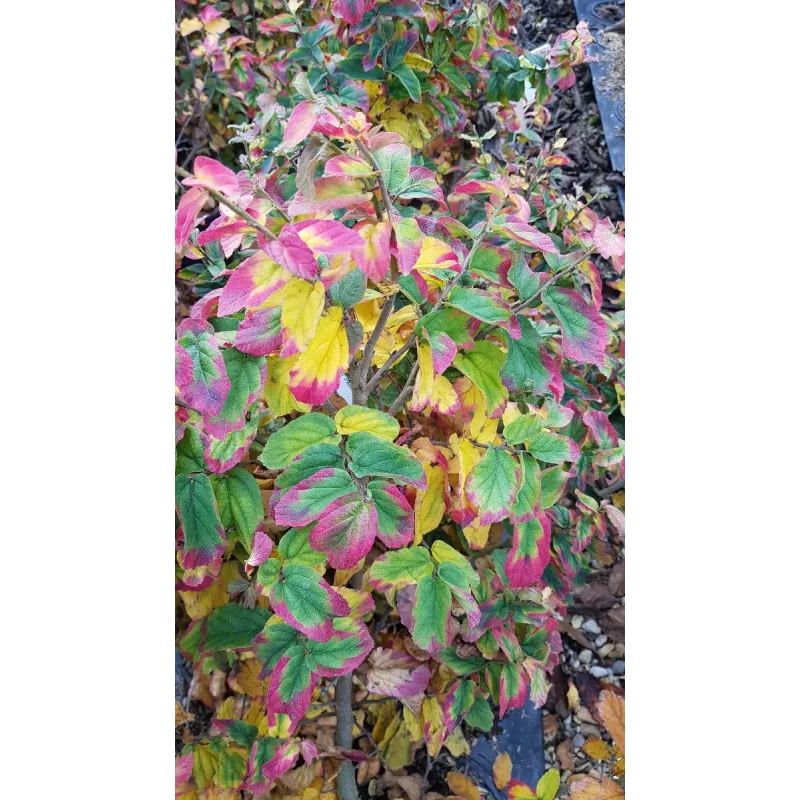 Parrotia persica 'Bella' / Hêtre de Perse / Conteneur de 3 à 4 litres / Baliveau / Arbre d'ornement