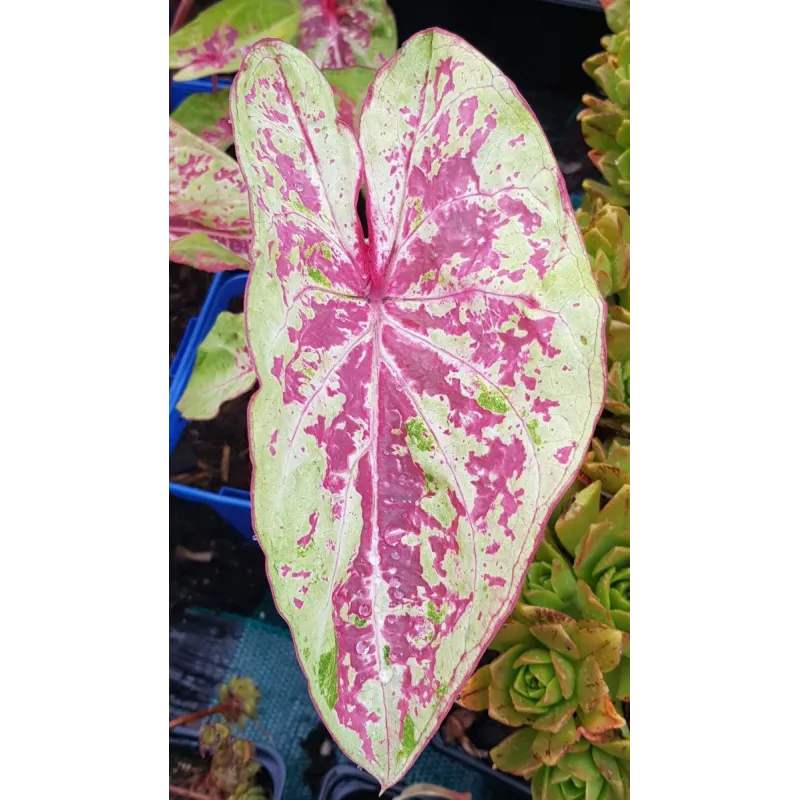 Caladium bicolor ‘Pink Cloud’ / Conteneur de 0.5 à 0.9 litres / Vivace bulbeuse