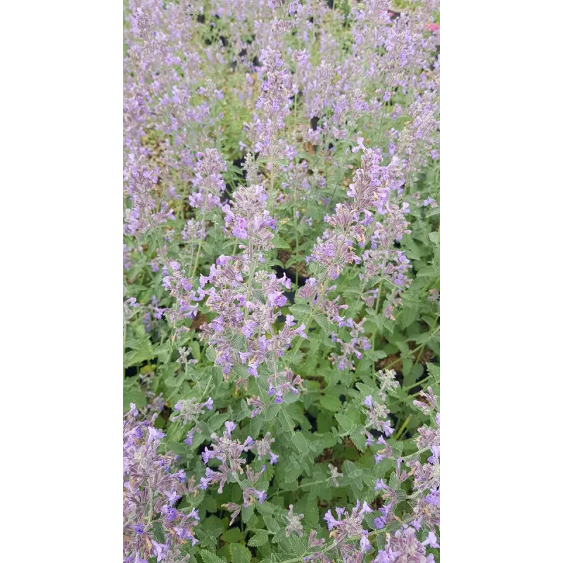 Nepeta x faassenii 'Six Hills Giant' / Menthe aux chats / Conteneur de 3 à 4 litres