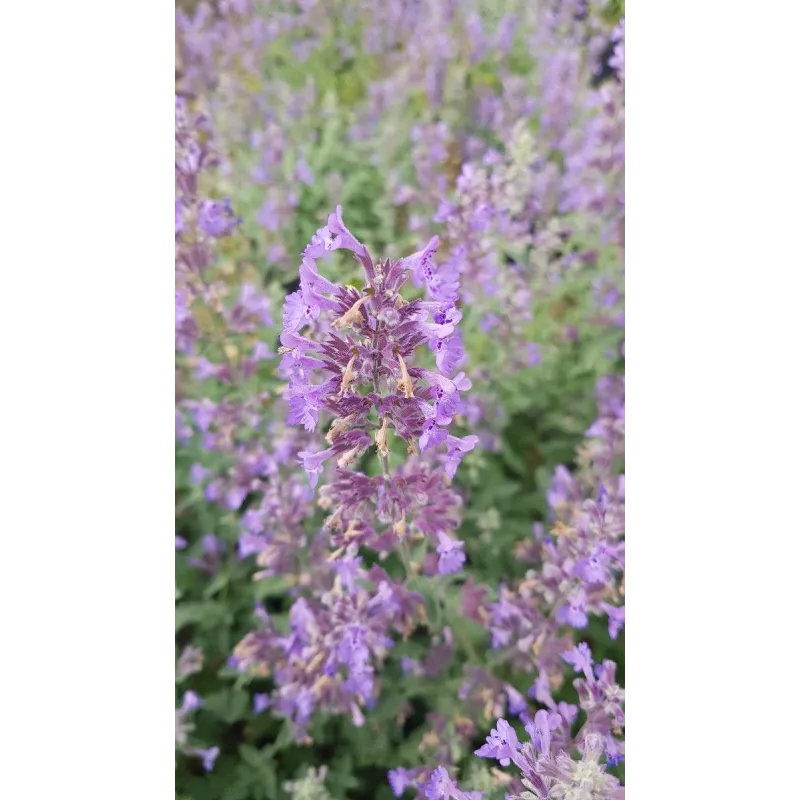 Nepeta x faassenii 'Walker's Low' / Menthe aux chats / Conteneur de 3 à 4 litres