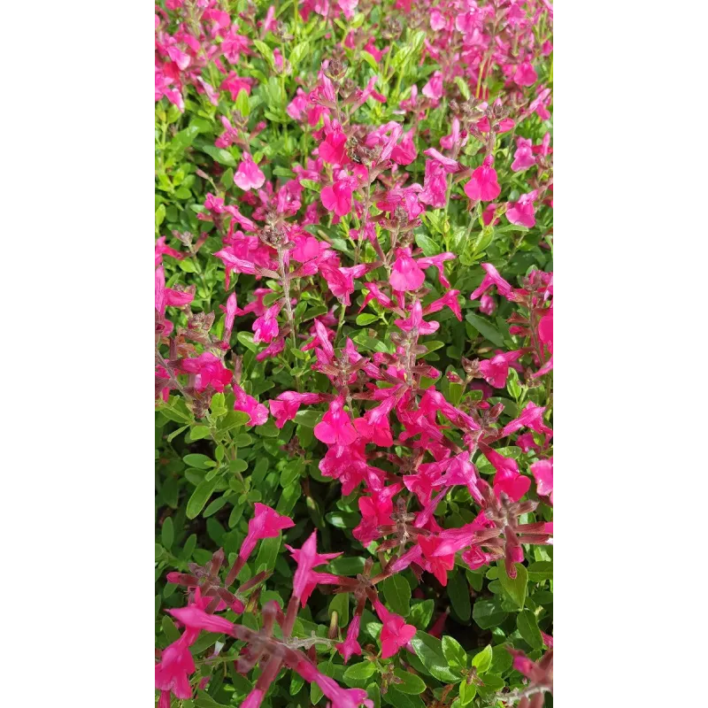Salvia greggi MIRAGE 'Hot Pink'® / Sauge arbustive rose foncé / Conteneur de 3 à 4 litres / Vivace