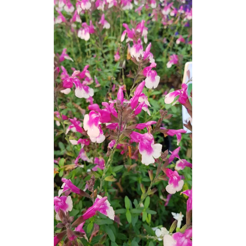 Salvia greggi MIRAGE 'Rose Bicolor'® / Sauge arbustive rose clair / Conteneur de 3 à 4 litres / Vivace