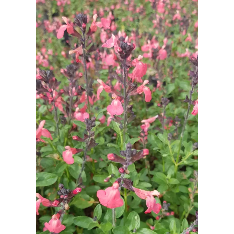 Salvia greggi MIRAGE 'Salmon'® / Sauge arbustive orange / Conteneur de 3 à 4 litres / Vivace