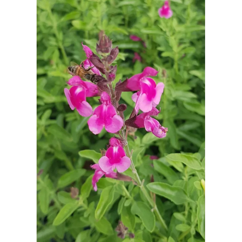 Salvia greggi MIRAGE 'Soft Pink'® / Sauge arbustive rose clair / Conteneur de 3 à 4 litres / Vivace