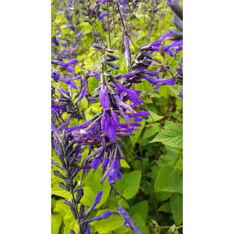 Salvia guaranitica ‘Black and Bloom’ / Sauge du Paraguay / Conteneur de 3 à 4 litres / Vivace