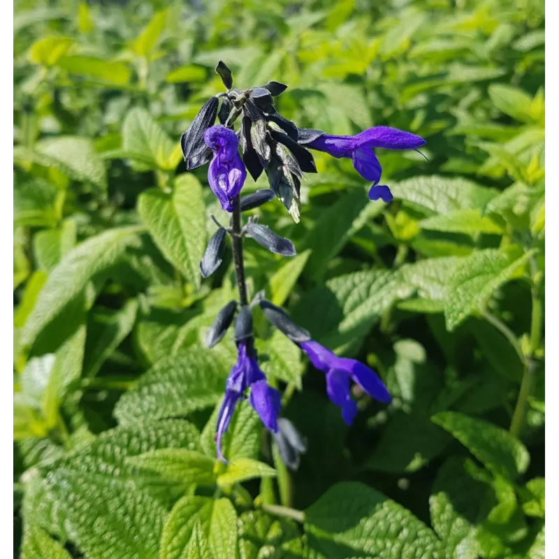 Salvia guaranitica ‘Black and Blue’ / Sauge du Paraguay / Conteneur de 3 à 4 litres / Vivace