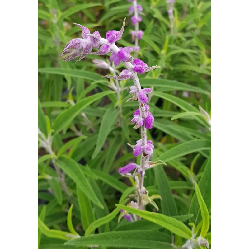 Salvia leucantha 'Santa Barbara' / Sauge du Mexique / Conteneur de 3 à 4 litres / Vivace