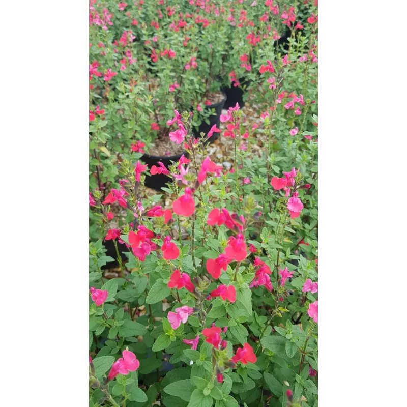 Salvia microphylla 'Grahamii Rose' / Sauge de Graham / Conteneur de 3 à 4 litres / Vivace