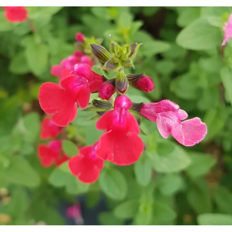 Salvia microphylla 'Grahamii Red' / Sauge de Graham / Conteneur de 3 à 4 litres / Vivace