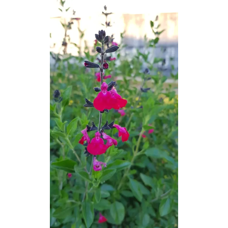 Salvia microphylla 'Cera Potosi' / Sauge à petites feuilles / Conteneur de 3 à 4 litres / Vivace