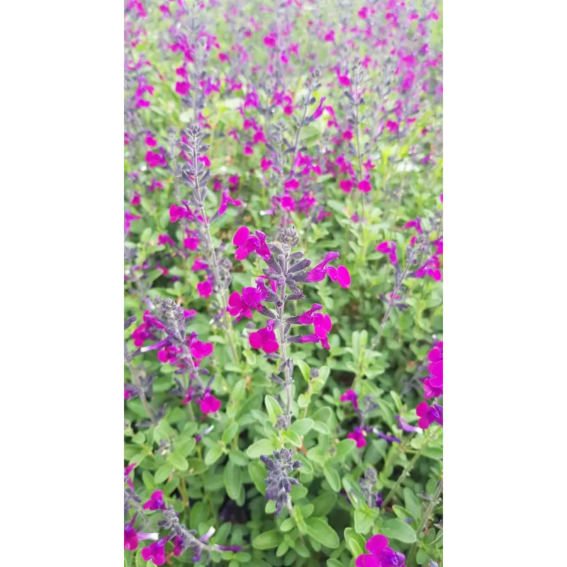 Salvia microphylla 'Violette' / Sauge à petites feuilles / Conteneur de 3 à 4 litres / Vivace