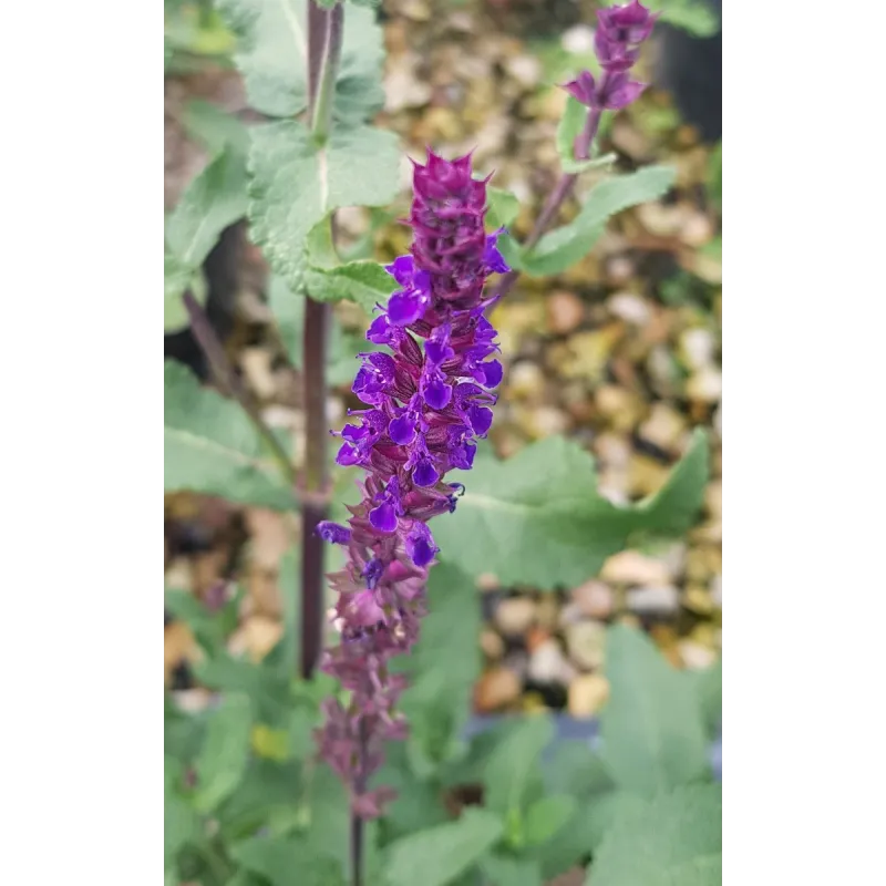 Salvia nemorosa 'Caradonna' / Sauge des bois / Conteneur de 3 à 4 litres / Vivace