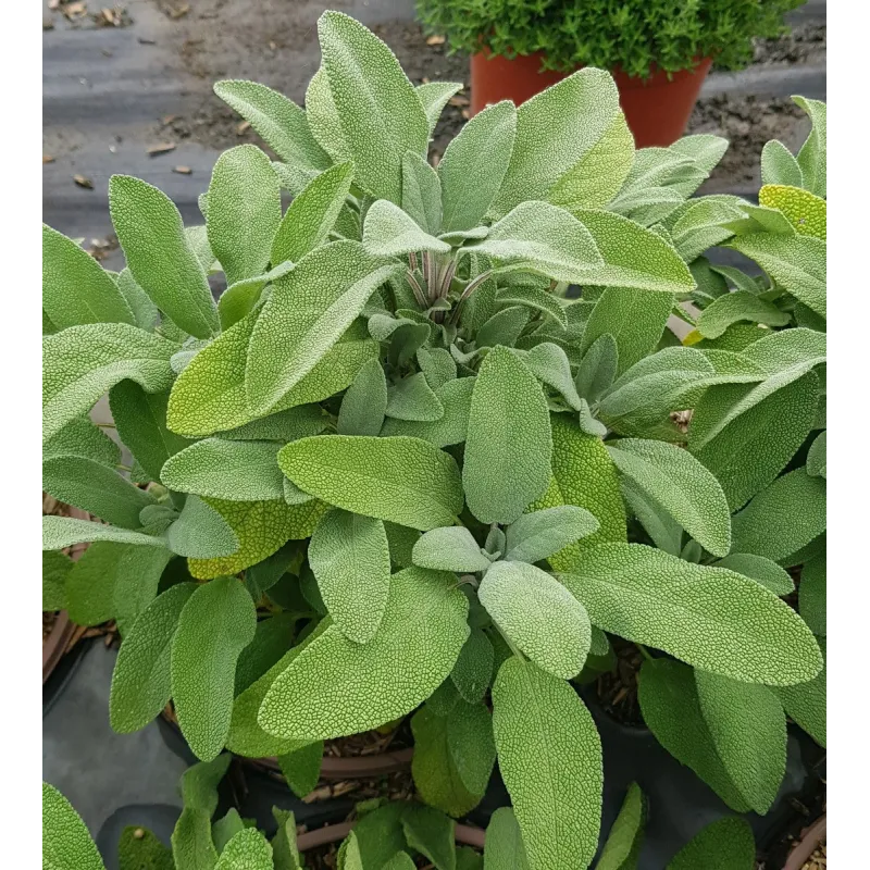 Salvia officinalis 'Grower's Friend' / Sauge commune / Conteneur de 2 à 2.9 litres / Vivace / Aromatique