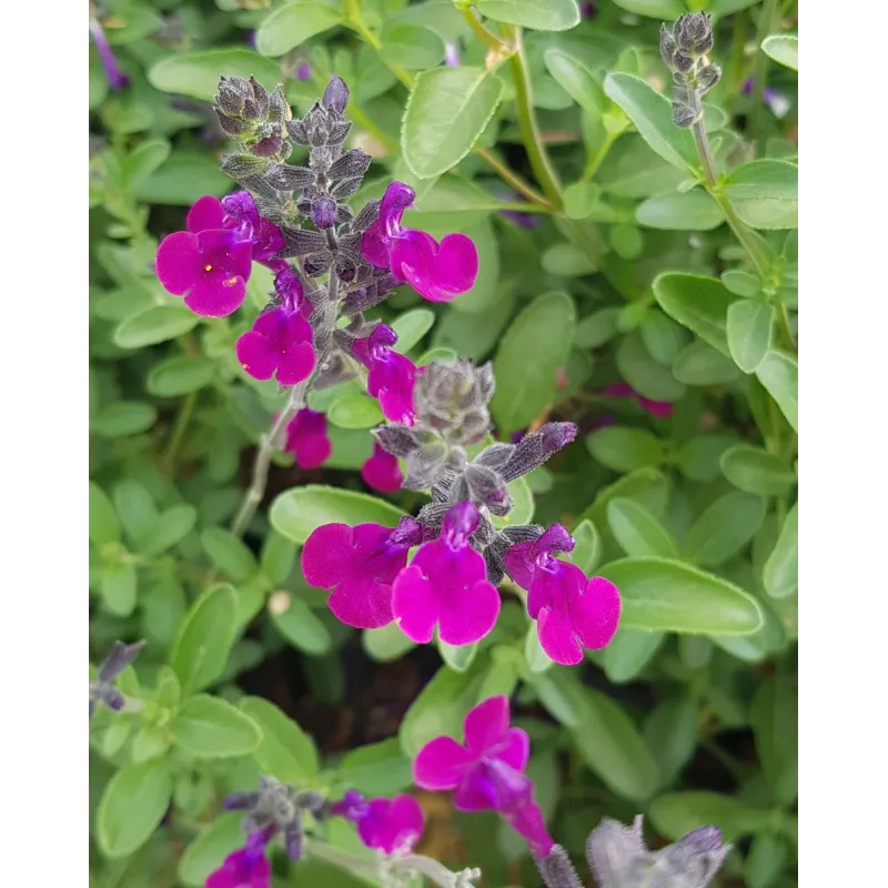 Salvia x jamensis VIOLETTE DE LOIRE® 'Barsal' / Sauge arbustive violette / Conteneur de 7 à 10 litres / Vivace