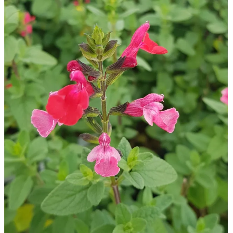 Salvia microphylla 'Grahamii' / Sauge de Graham / Conteneur de 7 à 10 litres / Vivace