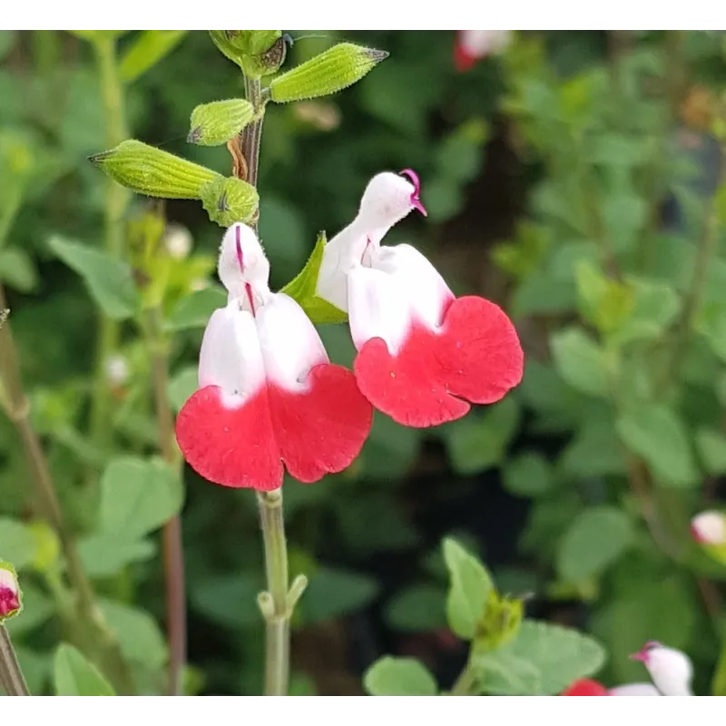 Salvia microphylla 'Hot Lips' / Sauge à petites feuilles / Conteneur de 7 à 10 litres / Vivace