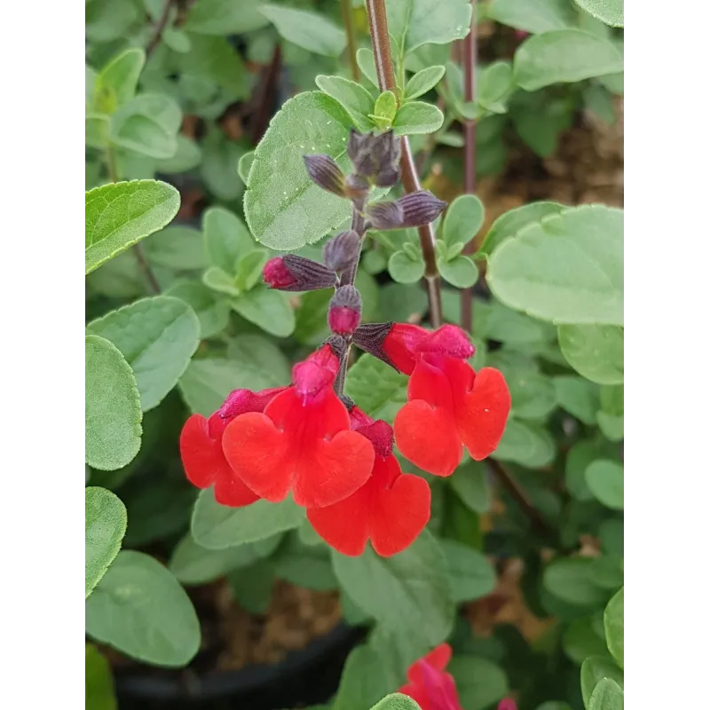 Salvia microphylla 'Royal Bumble' / Sauge à petites feuilles / Conteneur de 7 à 10 litres / Vivace