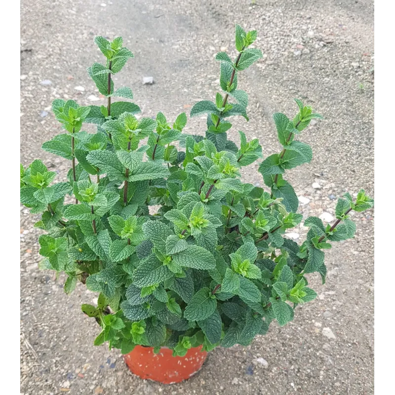 Mentha x piperita 'Mojito Cocktail' ® / Menthe 'Mojito Cocktail' ® / Conteneur de 2 à 2.9 litres/ Aromatique