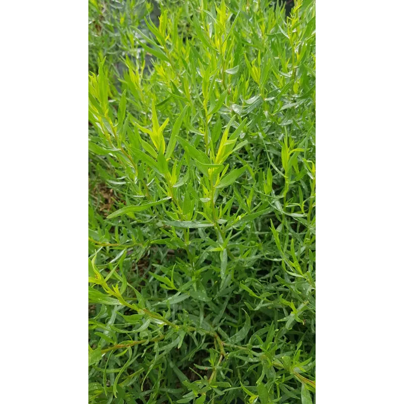 Artemisia dracunculus / Estragon Vrai / Conteneur de 2 à 2.9 litres / Aromatique