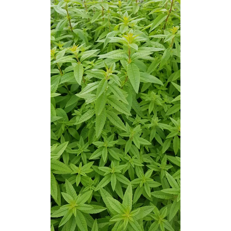 Aloysia citriodora / Verveine citronnelle / Conteneur de 2 à 2.9 litres / Aromatique / Eloigne les moustiques