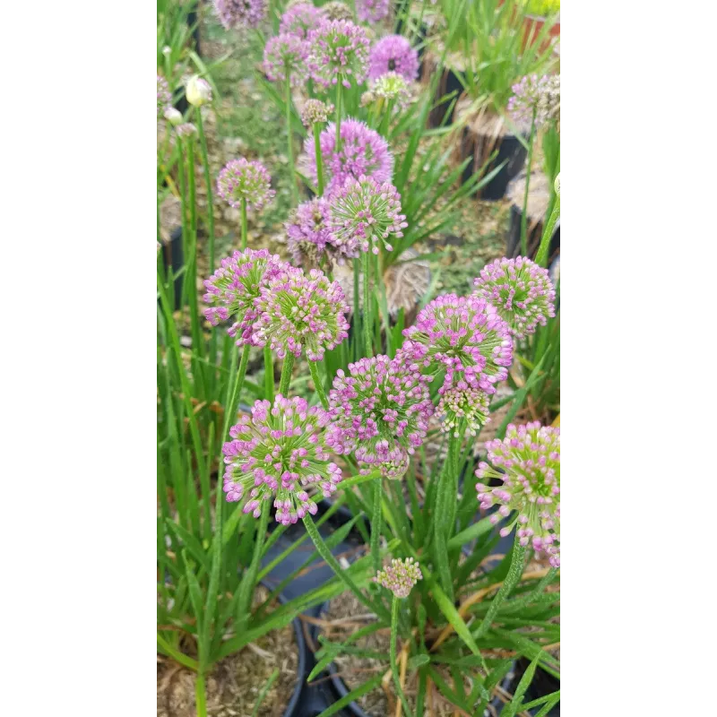 Allium 'Millenium Rose' / Ail d’ornement compact / Conteneur de 3 à 4 litres