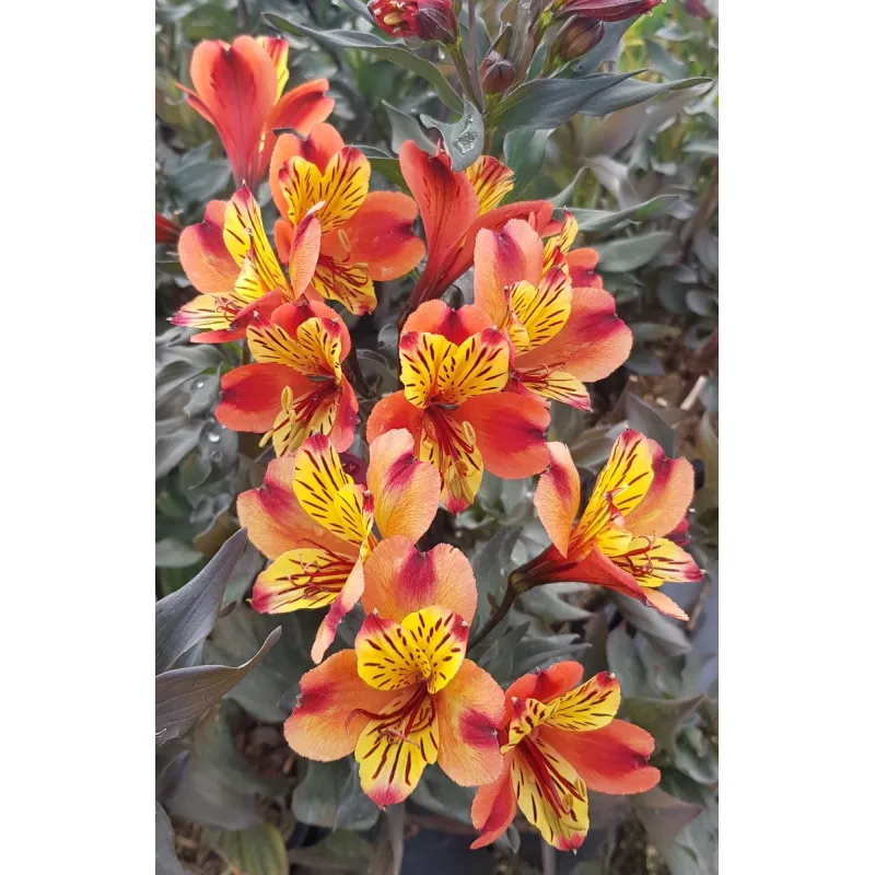 Alstroemeria x GARDEN 'Indian Summer'® / Lys des Incas / Conteneur de 3 à 4 litres / Vivace 
