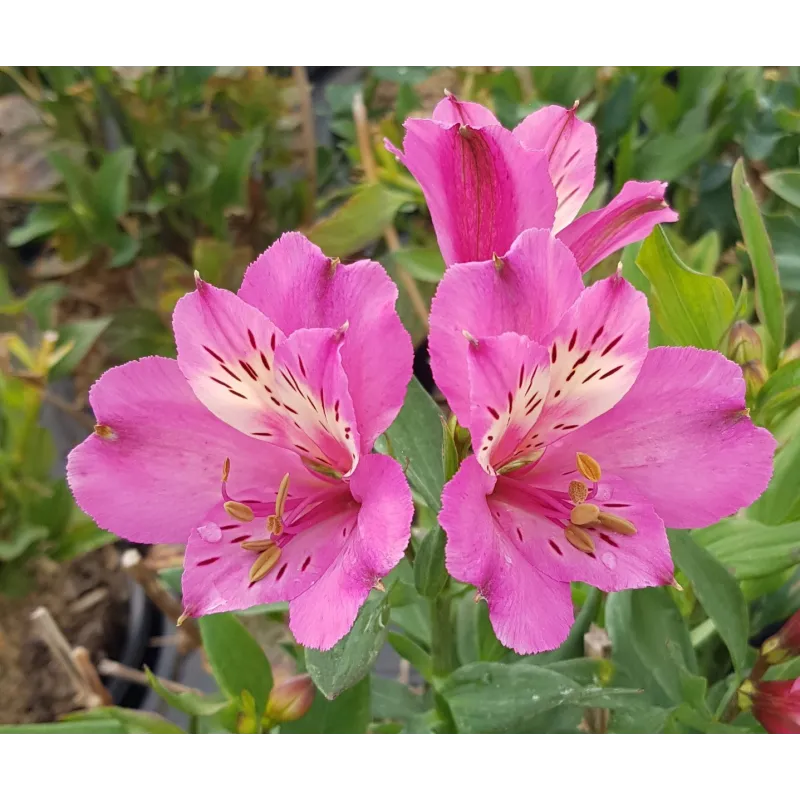 Alstroemeria x GARDEN SUMMER SAINT® 'Tessumsaint' / Lys des Incas / Conteneur de 3 à 4 litres / Vivace 