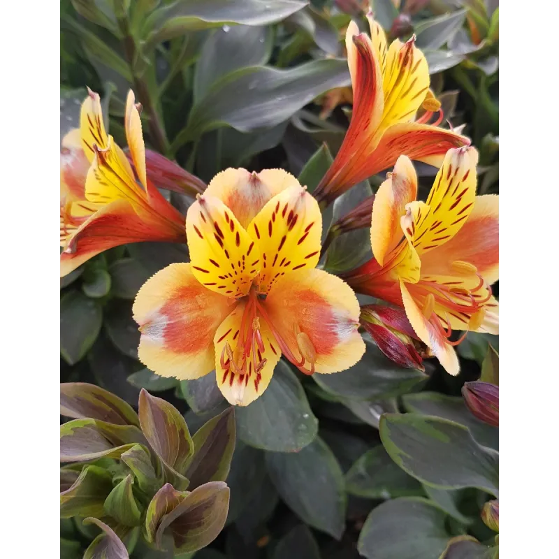 Alstroemeria x GARDEN SUMMER BREEZE® / Lys des Incas / Conteneur de 3 à 4 litres / Vivace 