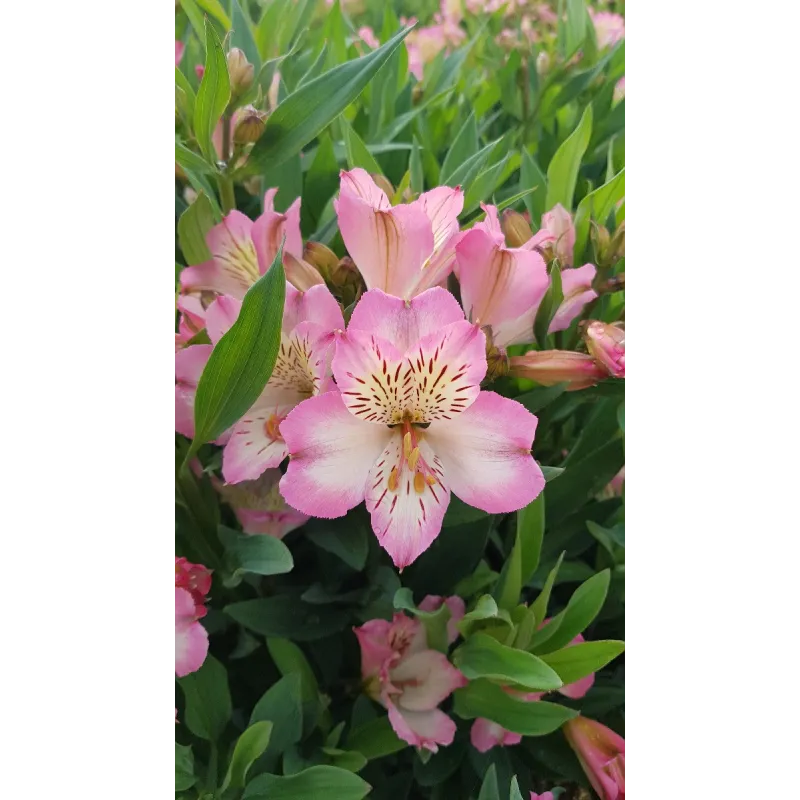 Alstroemeria x GARDEN SUMMER BREAK® / Lys des Incas / Conteneur de 3 à 4 litres / Vivace 