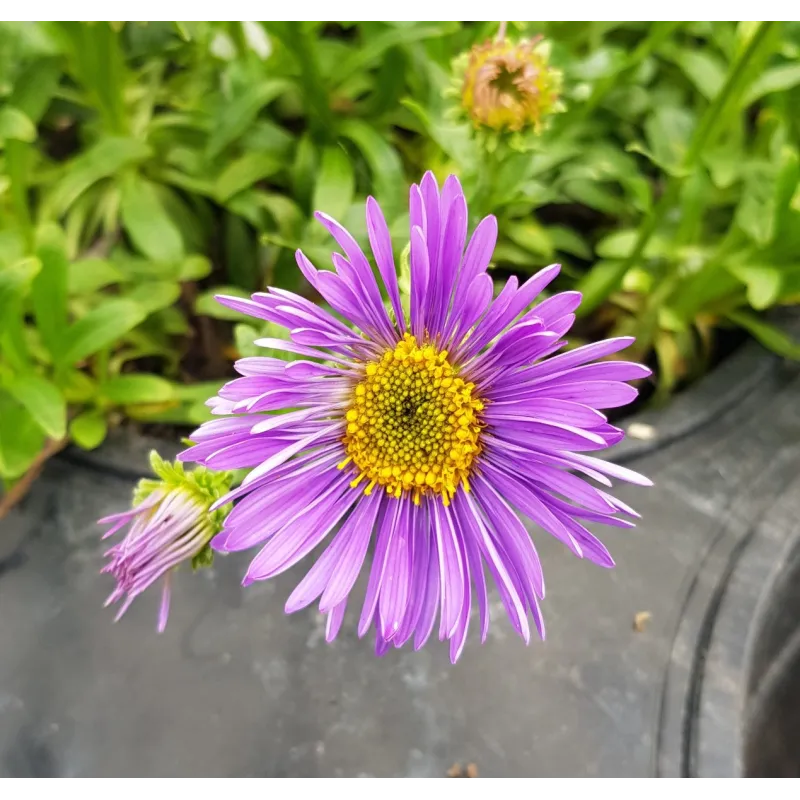 Aster alpinus 'Violet' / Aster Des Alpes / Conteneur de 3 à 4 litres / Vivace