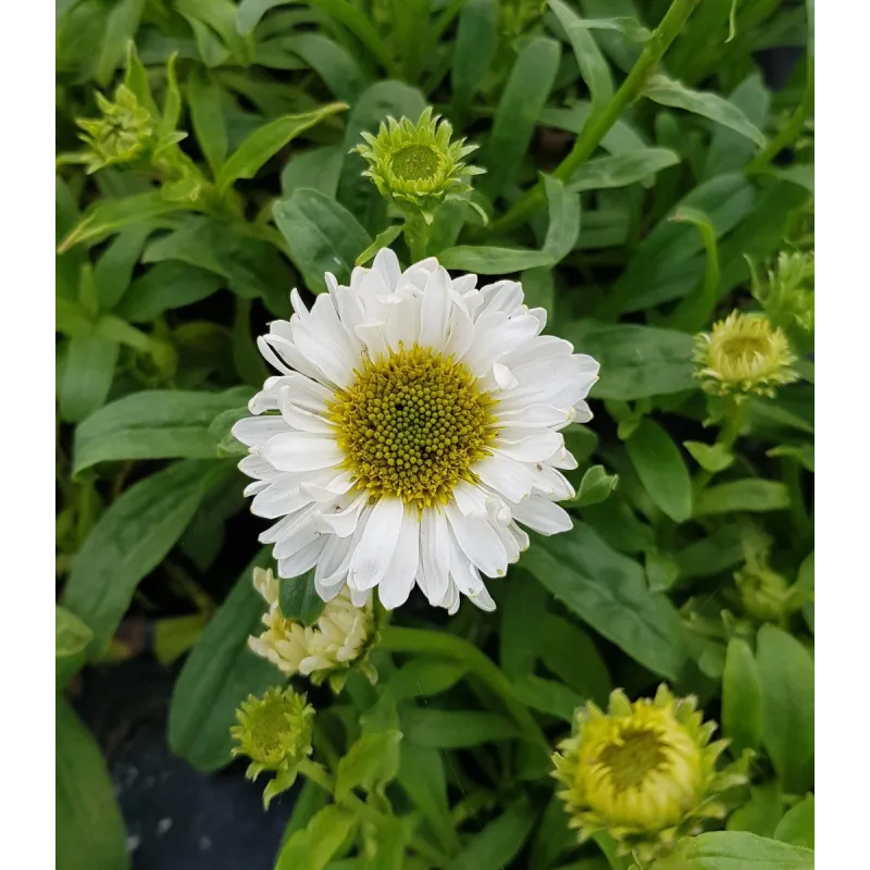 Aster alpinus 'Albus' / Aster Des Alpes / Conteneur de 3 à 4 litres / Vivace