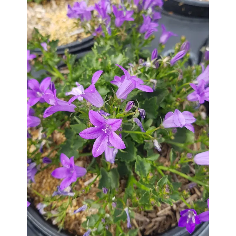 Campanula portenschlagiana 'Catharina' / Campanule des murs / Conteneur de 3 à 4 litres / Vivace