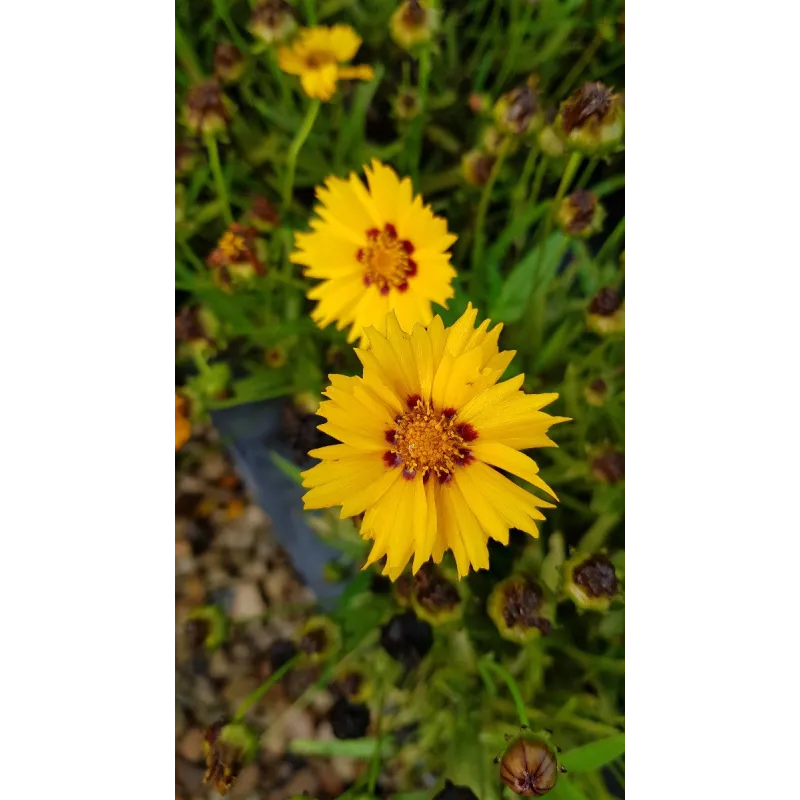 Coreopsis grandiflora 'Sunfire' / Coréopside à grandes fleurs / Conteneur de 3 à 4 litres / Vivace