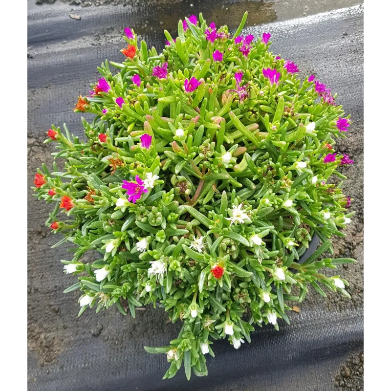 Delosperma WHEELS OF WONDER® TRIOMIO GOLDEN FIRE / Pourpier vivace / Conteneur de 3 à 4 litres / Succulente