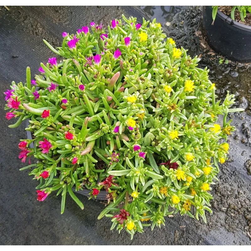 Delosperma WHEELS OF WONDER® TRIOMIO ORANGE WHITE / Pourpier vivace / Conteneur de 3 à 4 litres / Succulente