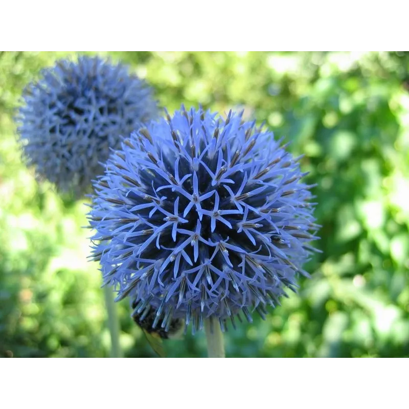 Echinops bannaticus 'Blue Globe' / Chardon boule à fleur bleu / Conteneur de 3 à 4 litres / Vivace