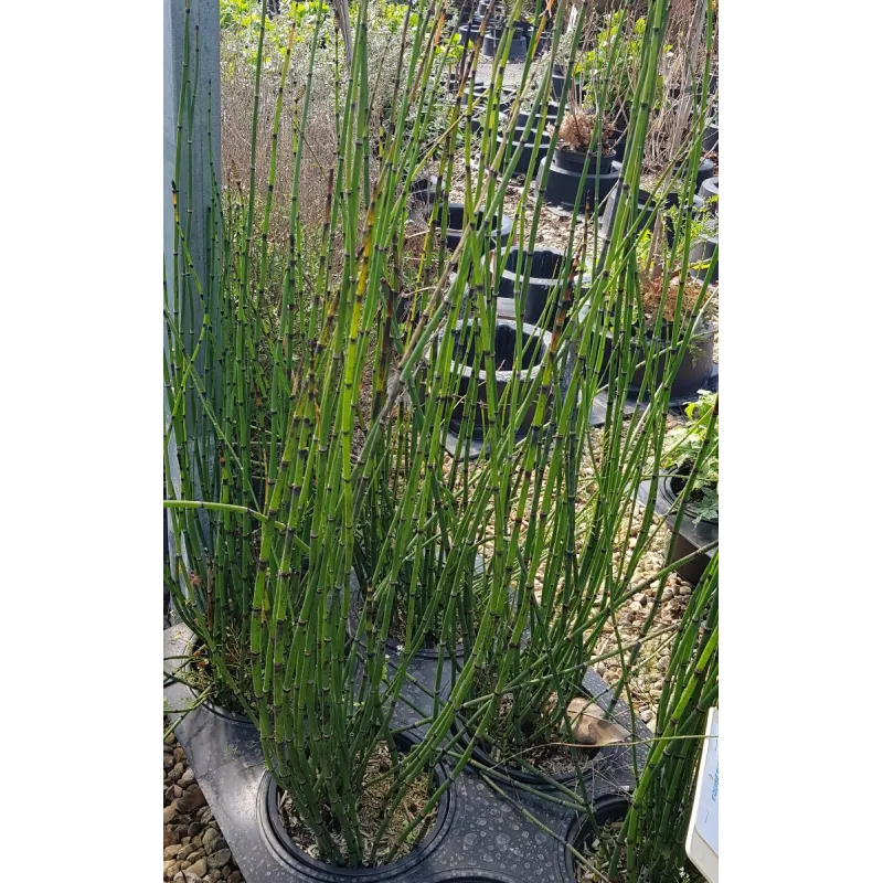 Equisetum americanum / Prêle géante / Conteneur de 3 à 4 litres / Vivace aquatique