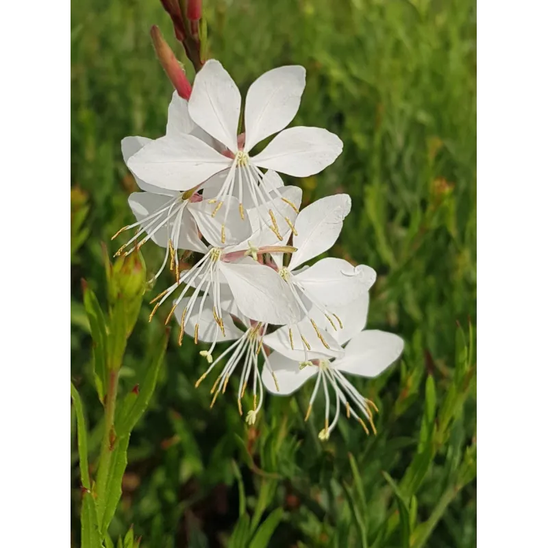 Gaura lindheimeri 'Whirling Butterflies' / Gaura blanche / Conteneur de 3 à 4 litres / Vivace