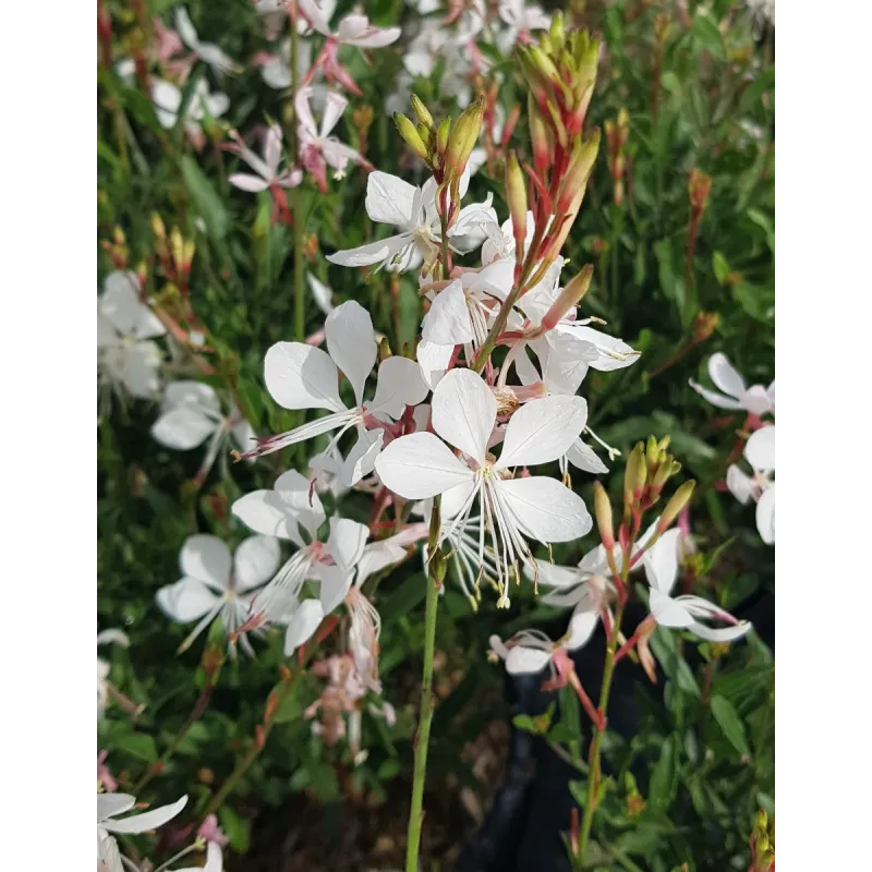 Gaura lindheimeri SEL® BELLEZA WHITE / Gaura compacte blanche / Conteneur de 3 à 4 litres / Vivace