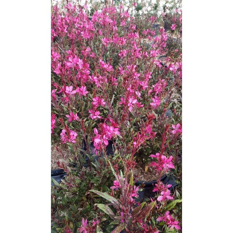 Gaura lindheimeri SEL® BELLEZA DARK PINK / Gaura compacte rose / Conteneur de 3 à 4 litres / Vivace