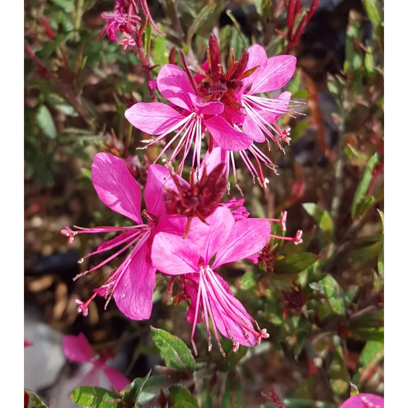 Gaura lindheimeri 'Red Color' / Gaura rouge / Conteneur de 3 à 4 litres / Vivace