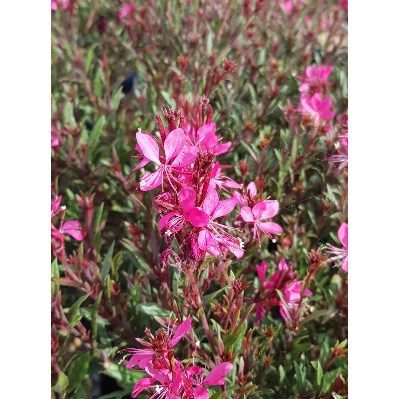 Gaura lindheimeri 'Rose Compact' / Gaura rose / Conteneur de 3 à 4 litres / Vivace