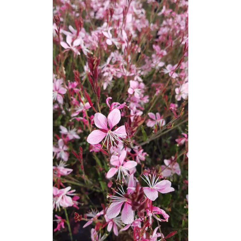 Gaura lindheimeri 'Siskiyou pink' / Gaura rose / Conteneur de 3 à 4 litres / Vivace