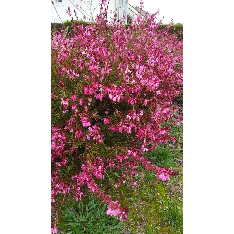 Gaura lindheimeri 'Siskiyou Red' / Gaura rose / Conteneur de 3 à 4 litres / Vivace