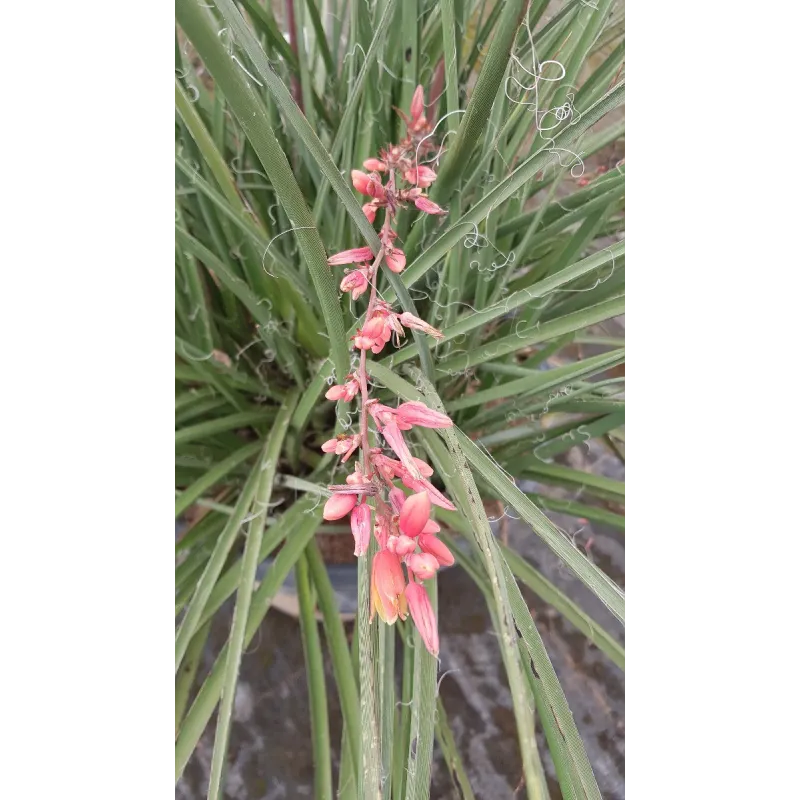 Hesperaloe parviflora / Yucca rouge / Conteneur de 3 à 4 litres