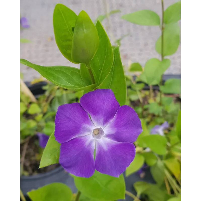 Vinca major / Grande Pervenche / Conteneur de 3 à 4 litres / Vivace