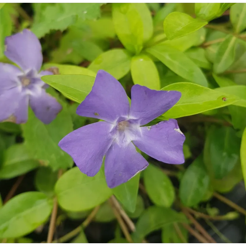 Vinca minor / Petite Pervenche / Conteneur de 3 à 4 litres / Vivace